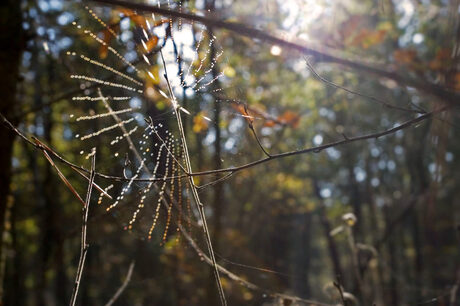 Spiderweb