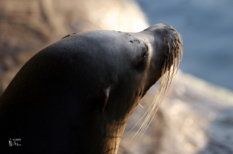 Zeehond