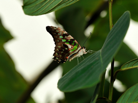 vlindertuin havelte