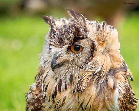 Oei wat een woei deel 2