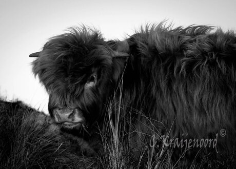 schotse hooglander