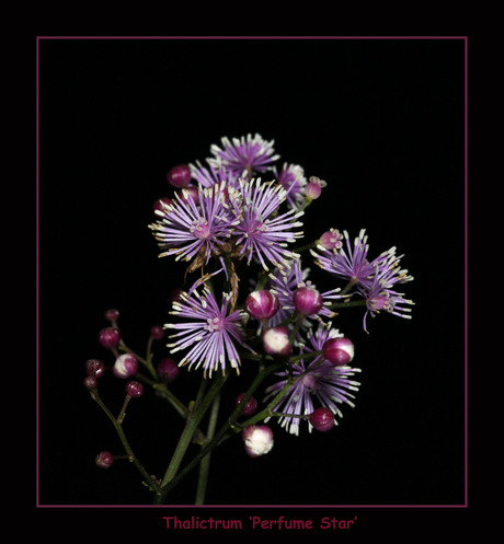 Thalictrum 'Perfume Star' of Akeleiruit