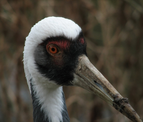 Soort kraanvogel