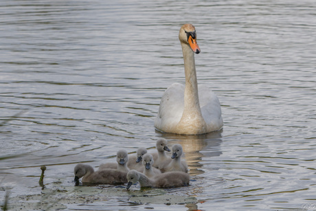 Zwaan met pulletjes