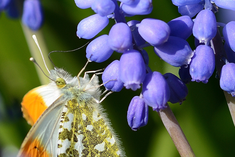Oranjetip op blauw druifje