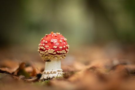 Fly agaric