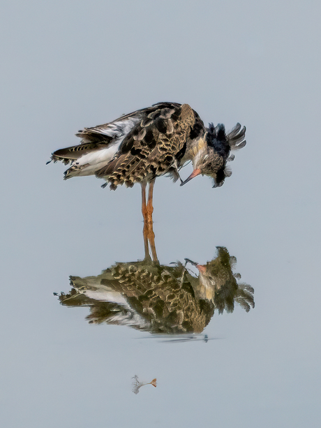 Kemphaan in spiegelbeeld 