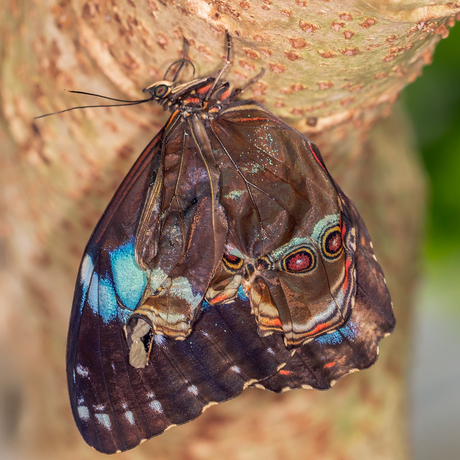 Morpho