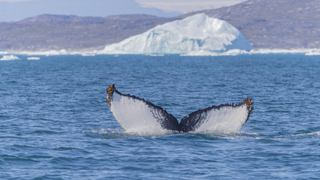 Een staartvin van een bultrug