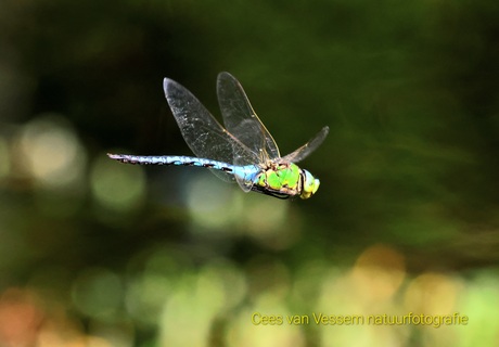 Libelle in vlucht.