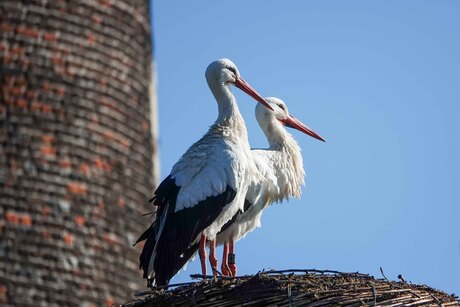 En de ooievaars zijn ook weer terug op hun vertrouwde nest