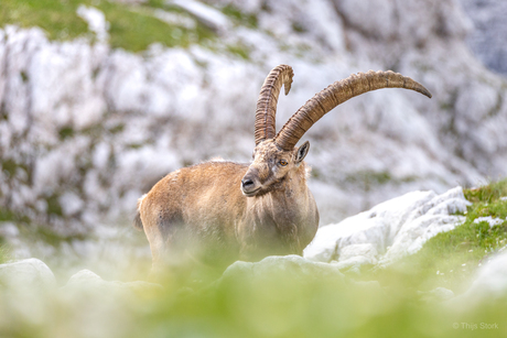 Ibex in de schaduw van Triglav