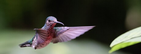 Flying hummingbird purple