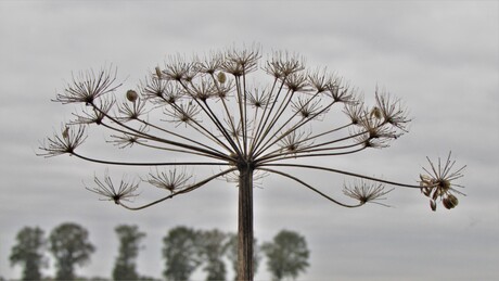 natuurkunst