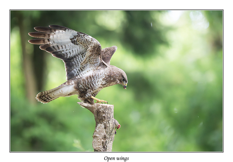 Open wings