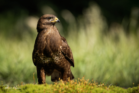 Buizerd