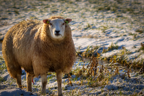 Schaap in de sneeuw