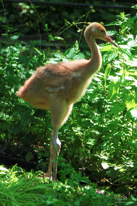 kraan vogel
