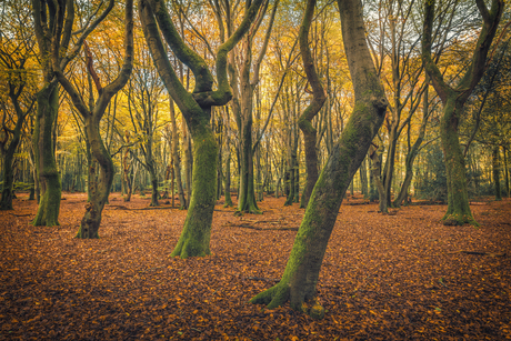 Speulder- en Sprielderbos.