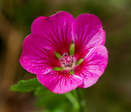 Muskuskaasjeskruid (1/3)