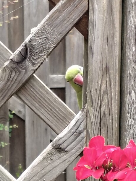 Een glurende halsbandparkiet
