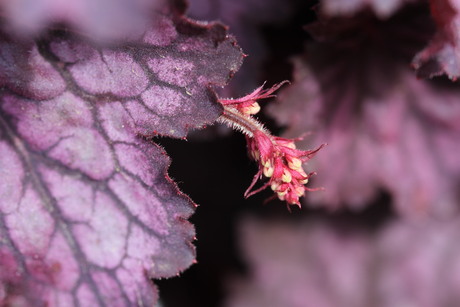 Een nieuw begin bij de Heuchera