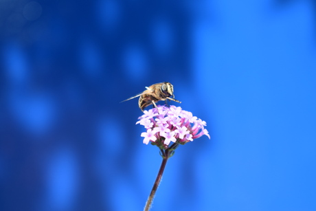 Verbena