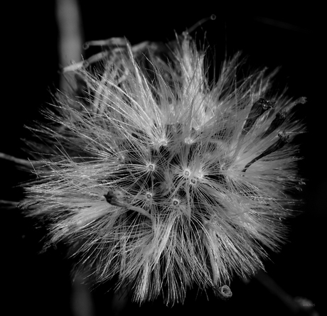 een halve centimeter groot