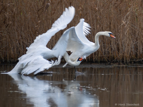 Zwaan niet snel genoeg weg