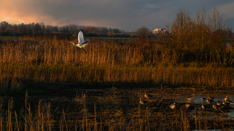 Witte reiger in avondlicht – De Biesbosch