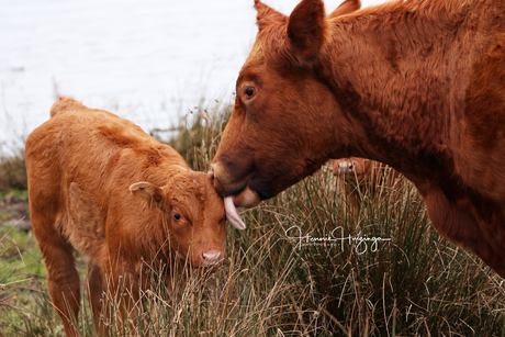 Koe en kalfje 