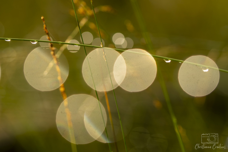 Natuur's Diamanten: Dauw in het Woud