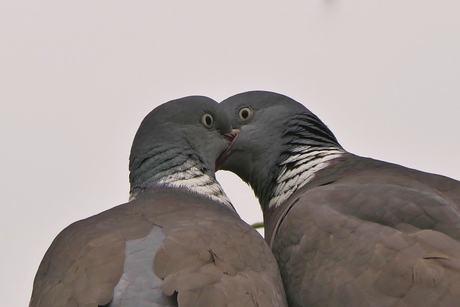 Hoe liefdevol is dit!