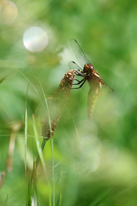 Libelle aan de oever, zijwaarts