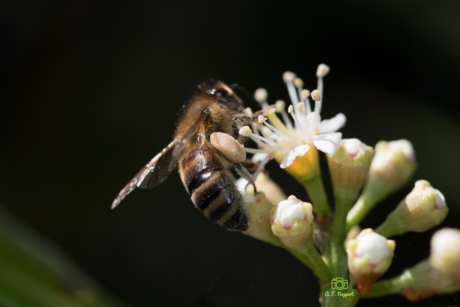 Bijtje in tuin