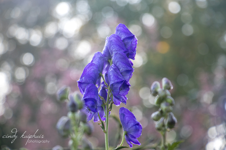 Aconitum.