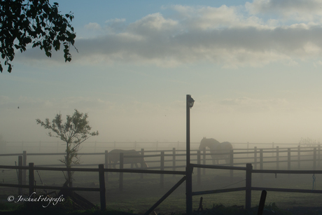Dromerig landschap met paarden
