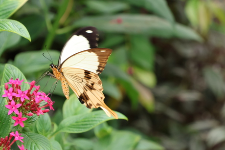 Vlinder op bloem