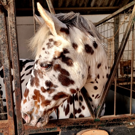 Appaloosa