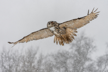 Oehoe in een sneeuwbui.