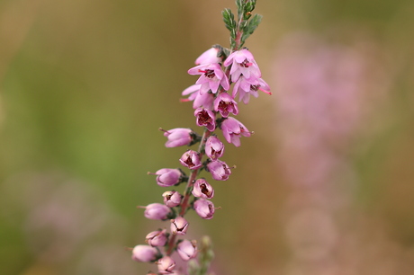 Mooi roze is niet lelijk