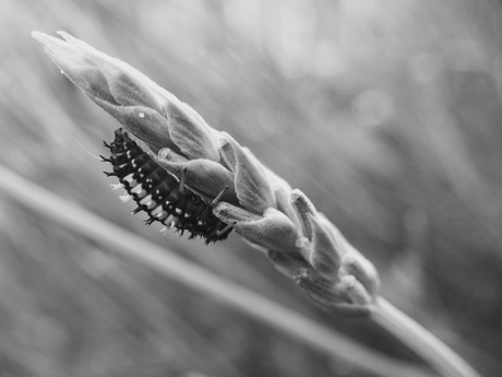 lieveheersbeestje larve op lavendel