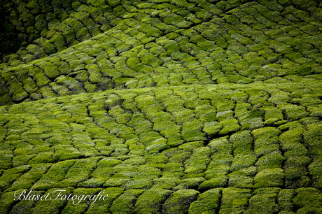 Theeplantages Maleisie in close-up