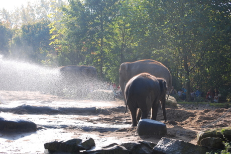 Olifanten krijgen verfrissende douche