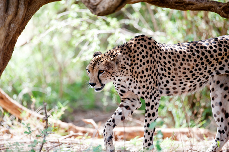 Cheetah op jacht in Samburu NP.