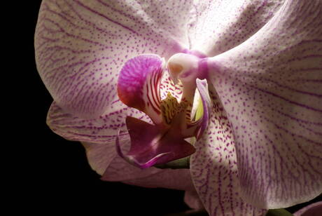 Orchidee macro 2