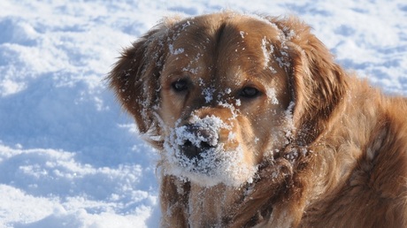 Dollen in de sneeuw