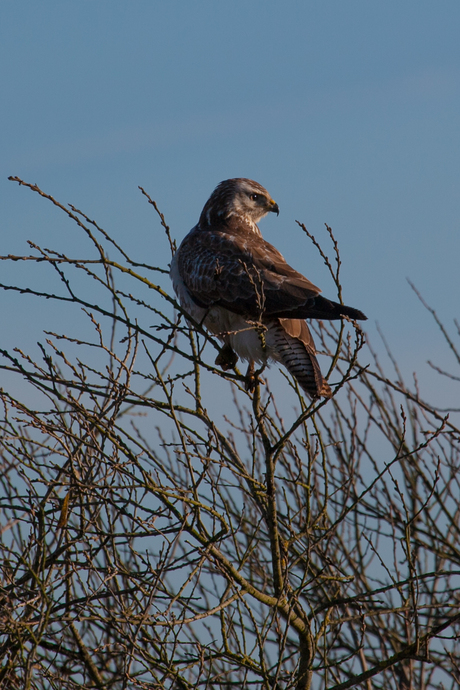 Buizerd in de Onlanden