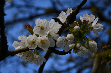 Eerste bloesem van de kersenboom