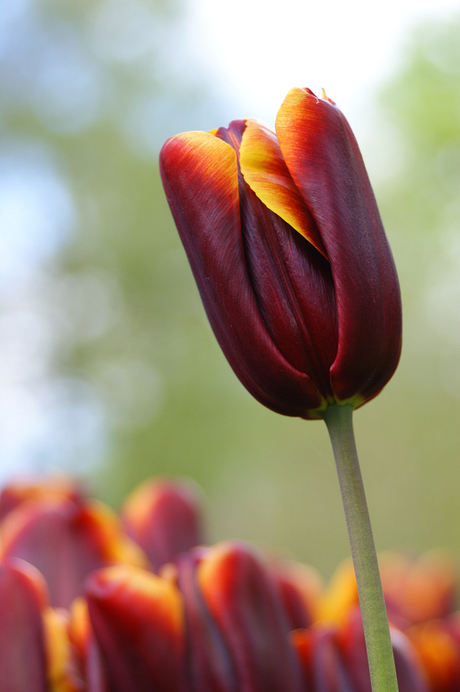 Darkred Tulip